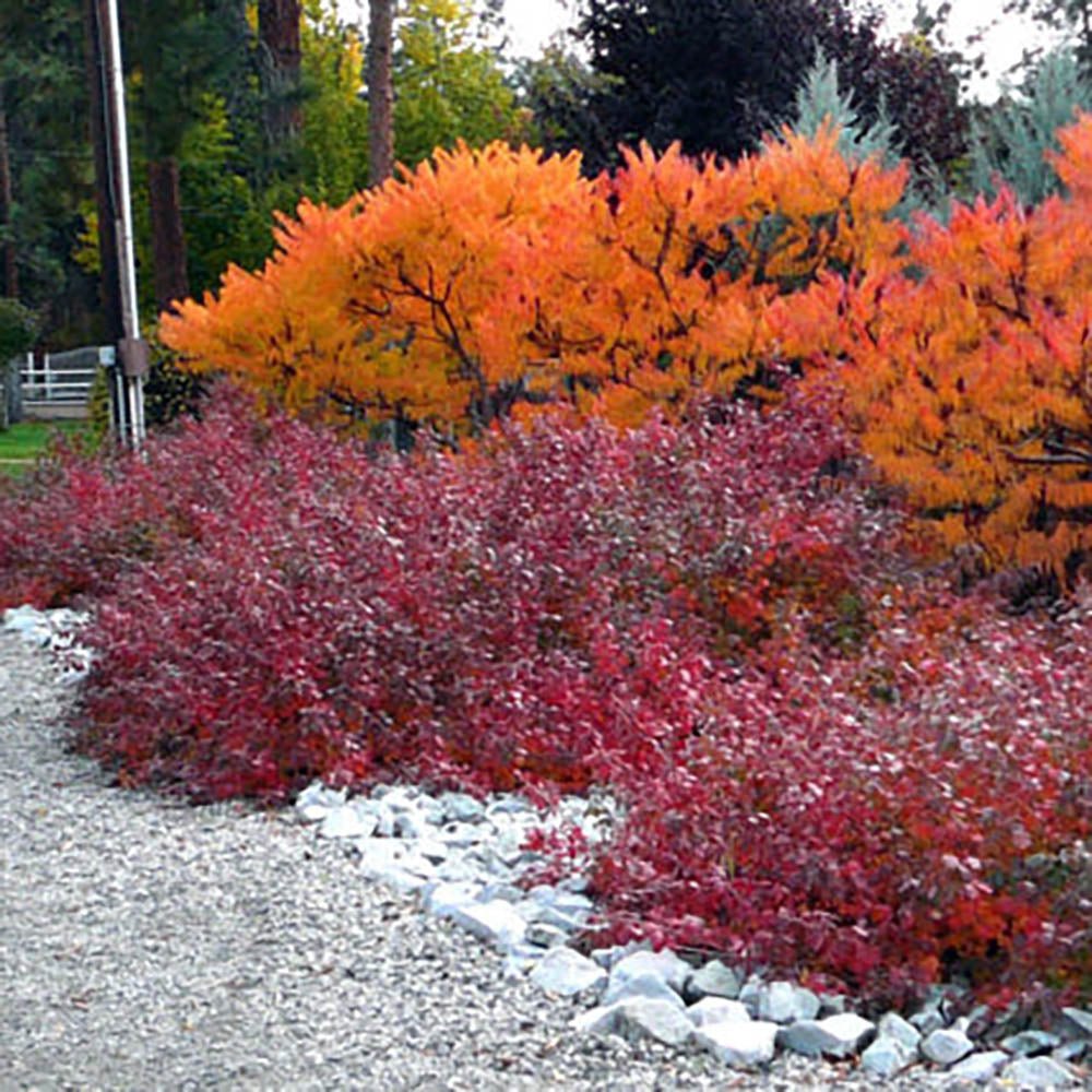 Otetar Rosu Tiger Eyes