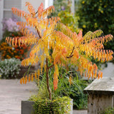 Otetar Rosu Tiger Eyes