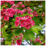 Paducelul Paul's Scarlet (Crataegus media), cu flori rosii
