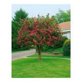Paducelul Paul's Scarlet (Crataegus media), cu flori rosii
