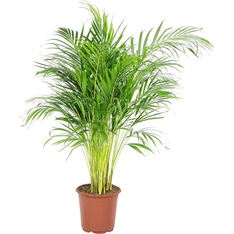 Palmier Dypsis (Areca) Lutescens - 65 cm