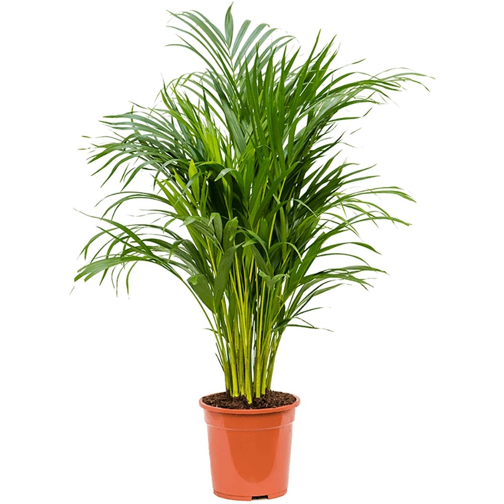 Арекова палма Dypsis Lutescens - 90-100 см