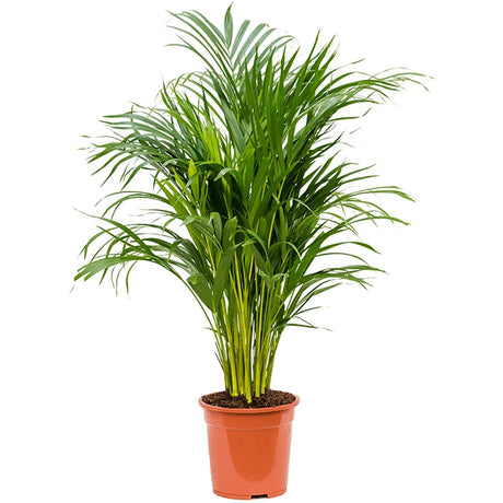 Арекова палма Dypsis Lutescens - 90-100 см