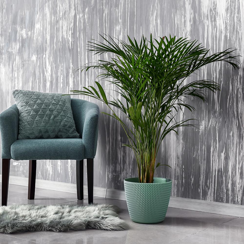 Арекова палма Dypsis Lutescens - 90-100 см