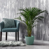Арекова палма Dypsis Lutescens - 90-100 см