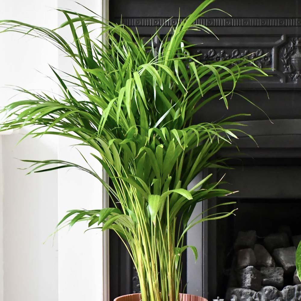 Арекова палма Dypsis Lutescens - 90-100 см