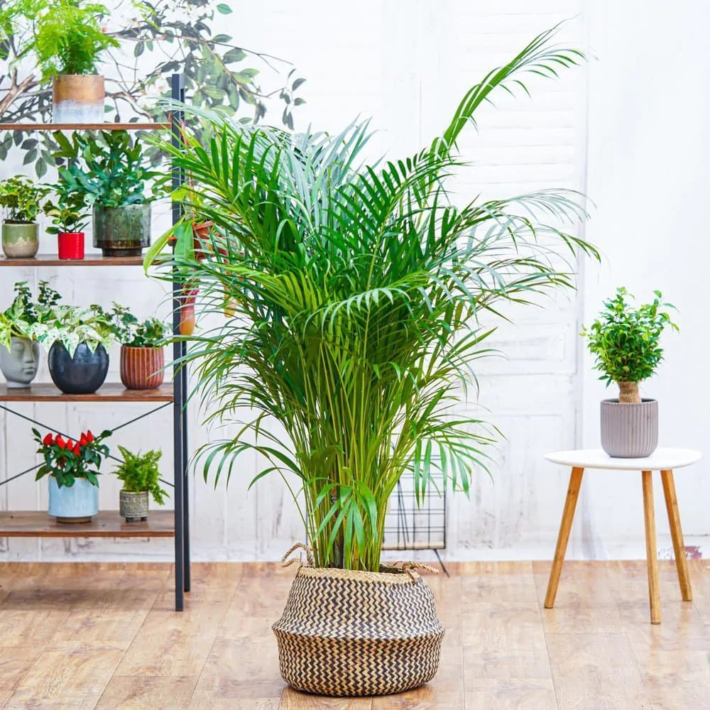 Арекова палма Dypsis Lutescens - 120 см
