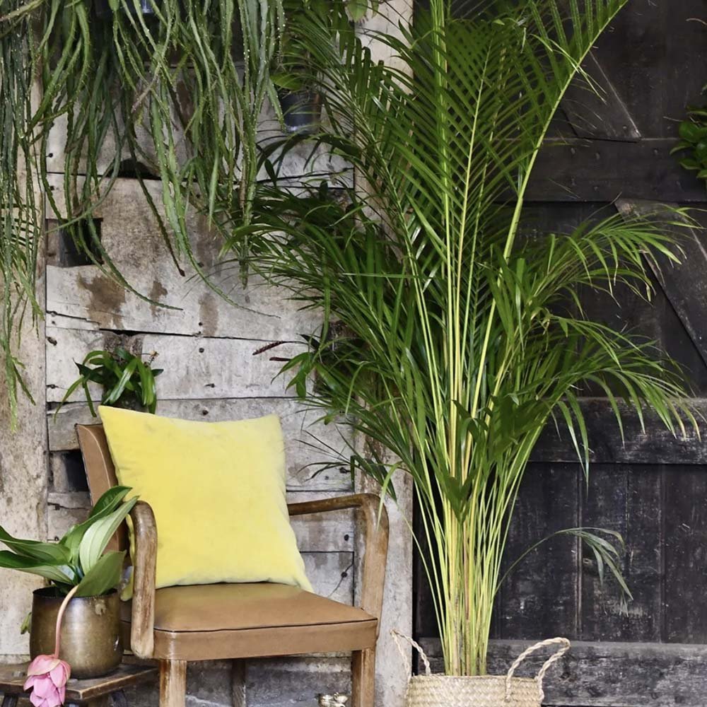Арекова палма Dypsis Lutescens - 120 см