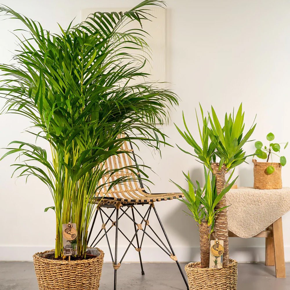 Арекова палма Dypsis Lutescens - 130 см