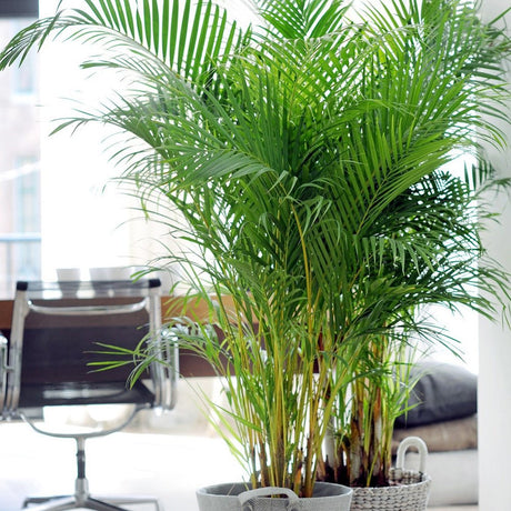 Арекова палма Dypsis Lutescens - 130 см