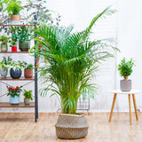 Арекова палма Dypsis Lutescens - 130 см