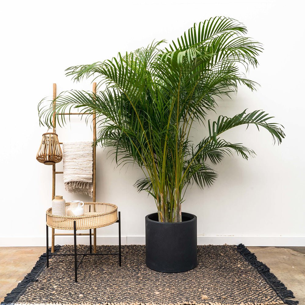 Арекова палма Dypsis Lutescens - 130 см