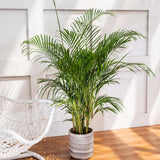 Palmier Areca Dypsis Lutescens - 150-170 cm
