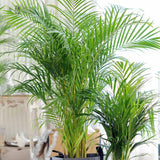 Palmier Areca Dypsis Lutescens - 150-170 cm