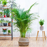 Palmier Areca Dypsis Lutescens - 140-150 cm