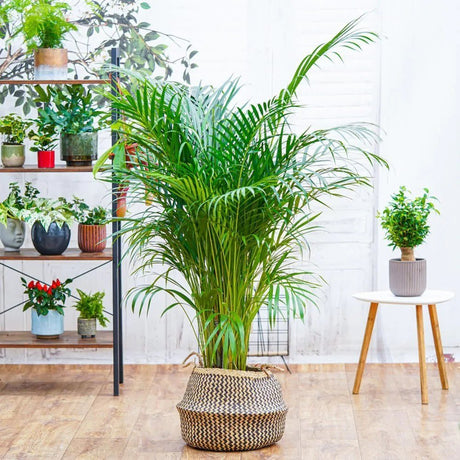 Palmier Areca Dypsis Lutescens - 140-150 cm