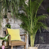 Арекова палма Dypsis Lutescens - 55 см