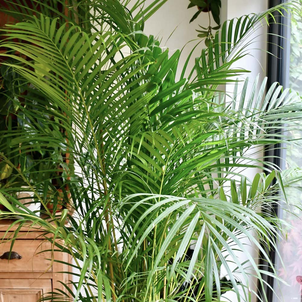 Палма Areca Dypsis Lutescens, 60/80 см – елегантно стайно растение, пречистващо въздуха