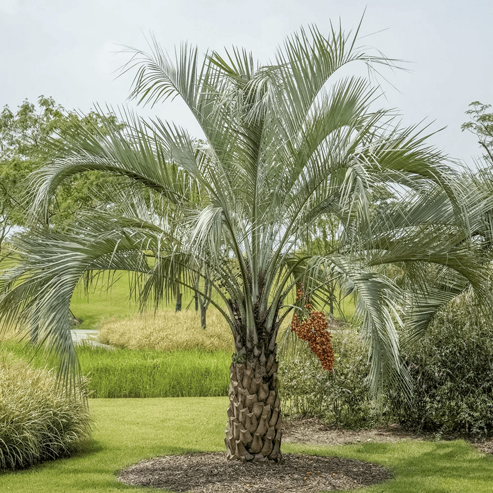 Palmier Cocos (Butia Capitata)