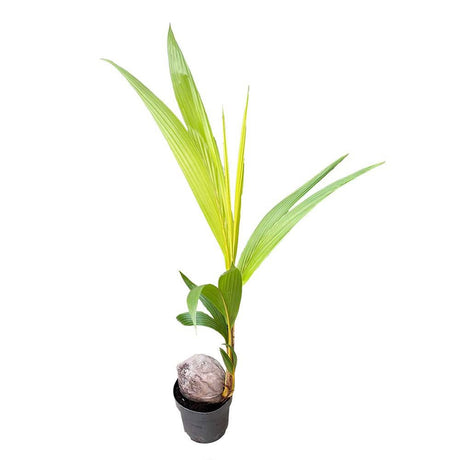 Златна малайска кокосова палма джудже (Cocos Nucifera) - 120 см