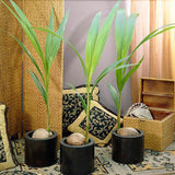 Кокосова палма Cocos nucifera 'Dwarf Golden Malay' – тропически интериорен екзот 120–140 см