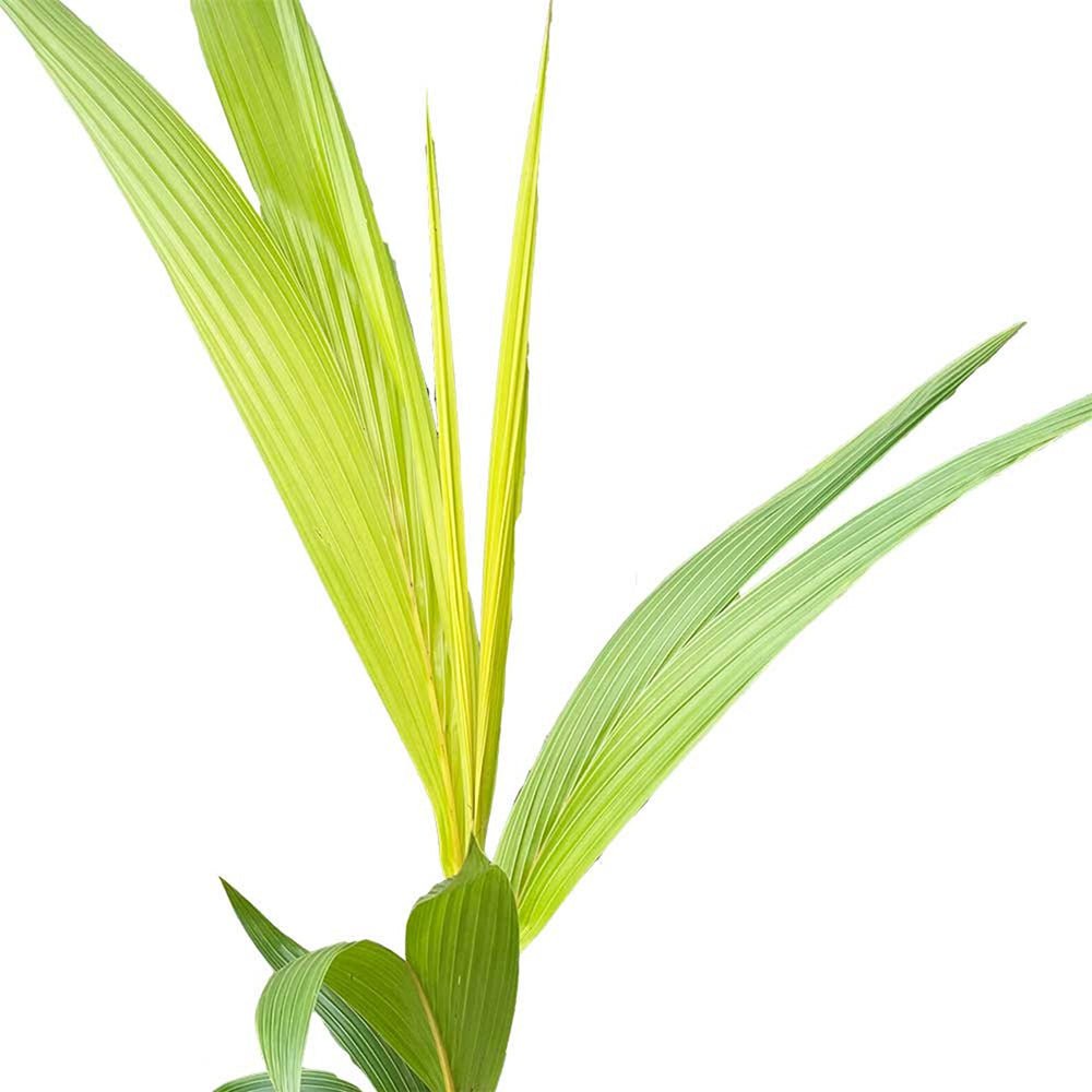 Кокосова палма Cocos nucifera 'Dwarf Golden Malay' – тропически интериорен екзот 120–140 см
