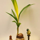 Палма кокосова (Cocos nucifera) Dwarf Golden Malay – 120-140 см