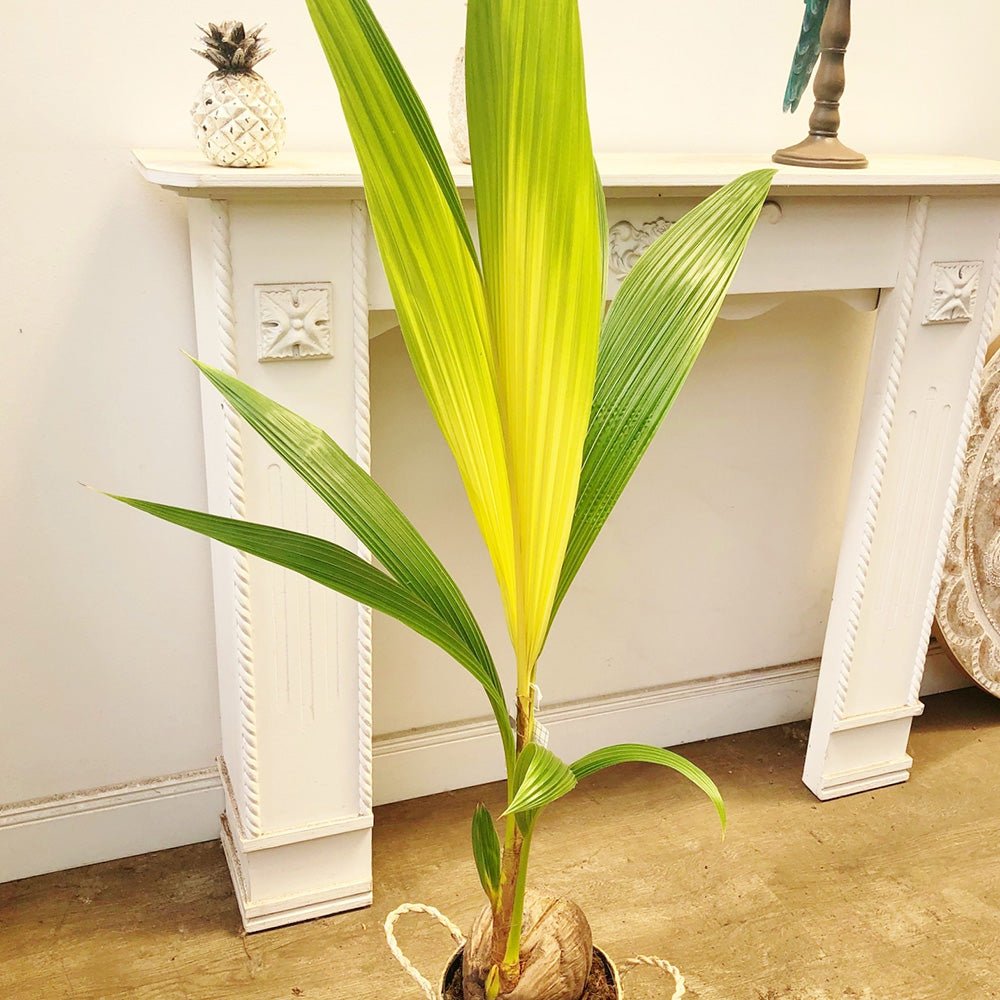Кокосова палма Cocos nucifera 'Dwarf Golden Malay' – тропически интериорен екзот 120–140 см
