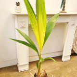 Кокосова палма Cocos nucifera 'Dwarf Golden Malay' – тропически интериорен екзот 120–140 см