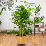 Palmier cu Aripioare Caryota Mitis - 100 cm