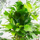 Palmier cu Aripioare Caryota Mitis - 100 cm