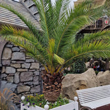 Палма канарски финик (Phoenix Canariensis)