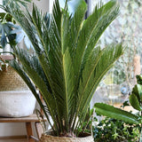 Цикас Cycas Revoluta 80 см – екзотична стайна палма с твърди зелени листа