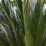 Palmier Sagotier Japonez Cycas Revoluta - 90 cm