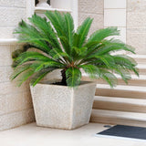 Японска сагова палма Cycas Revoluta - 70 см