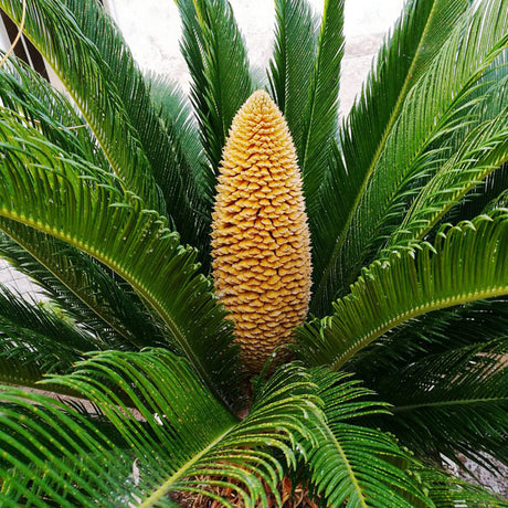 Японска сагова палма Cycas Revoluta - 70 см