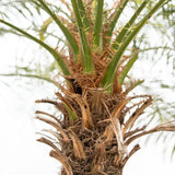 Palmier Curmal Pitic de apartament (Phoenix Roebelenii)