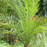 Palmier Curmal (Phoenix Canariensis)