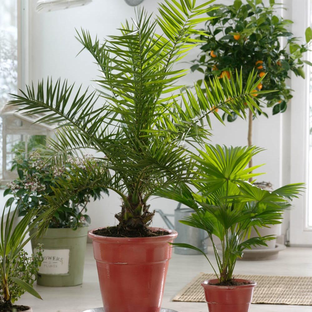 Palmier Curmal (Phoenix Canariensis)