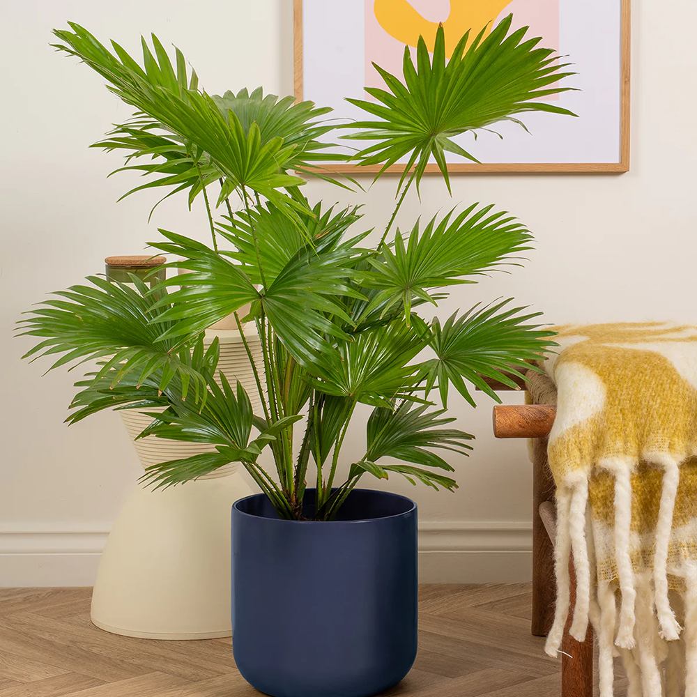 Palmier Fantana (Livistona Rotundifolia) - 35 cm