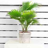 Palmier Fantana (Livistona Rotundifolia) - 35 cm