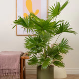 Palmier Fantana (Livistona Rotundifolia) - 35 cm