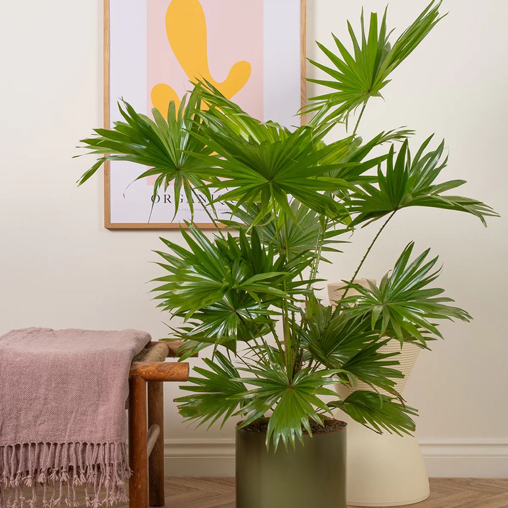 Palmier Fantana (Livistona Rotundifolia) - 70 cm