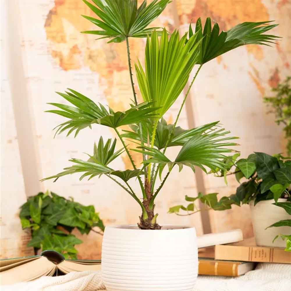 Palmier Fantana (Livistona Rotundifolia) - 70-75 cm