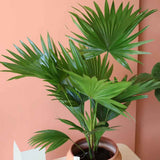 Palmier Fantana (Livistona Rotundifolia) - 70-75 cm