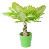 Хавайска палма Brighamia Insignis- 20-30 см