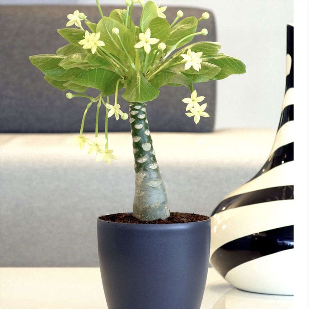 Хавайска палма Brighamia Insignis- 20-30 см