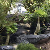 Palmier Hawaiian Brighamia Insignis- 20-30 cm