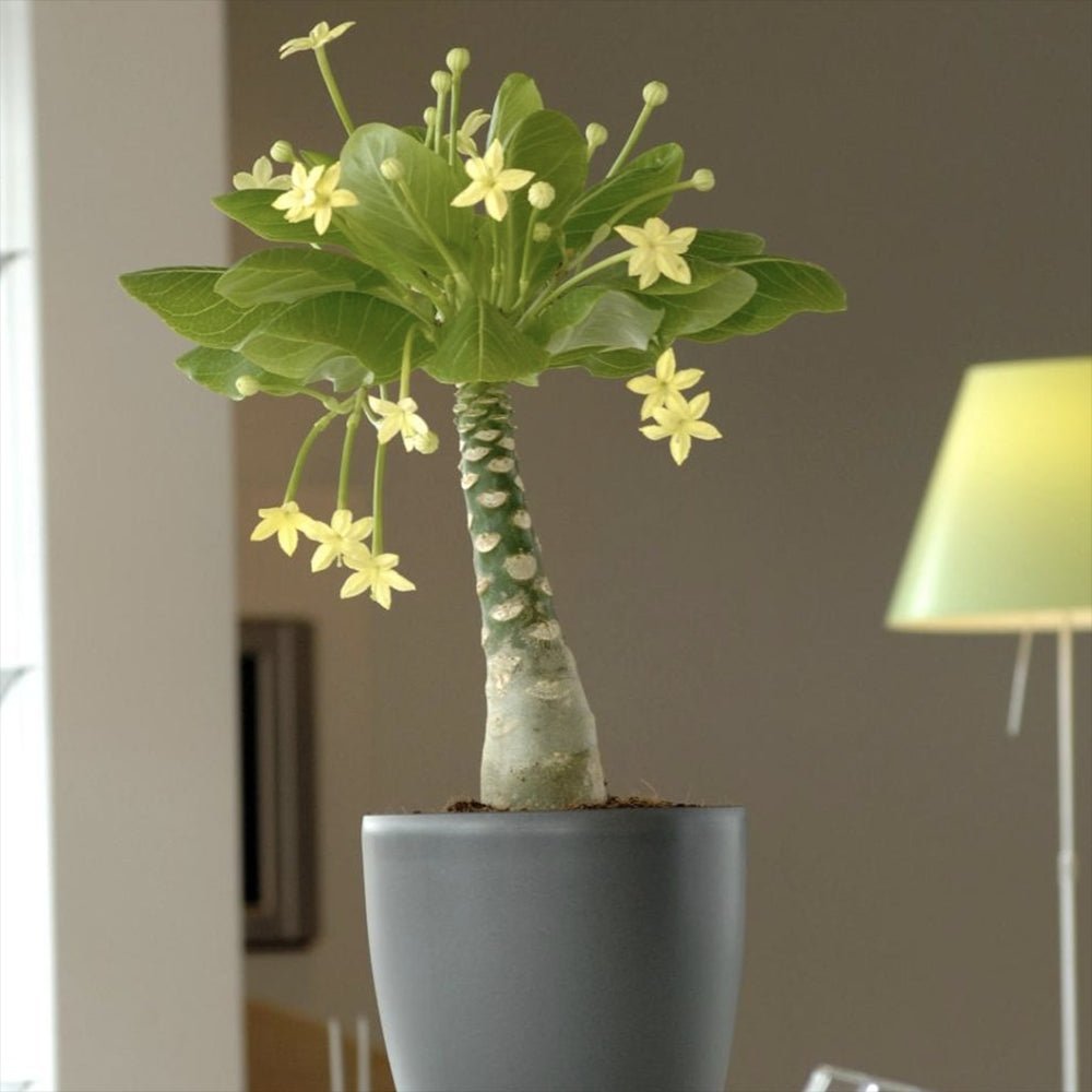 Хавайска палма Brighamia Insignis- 20-30 см