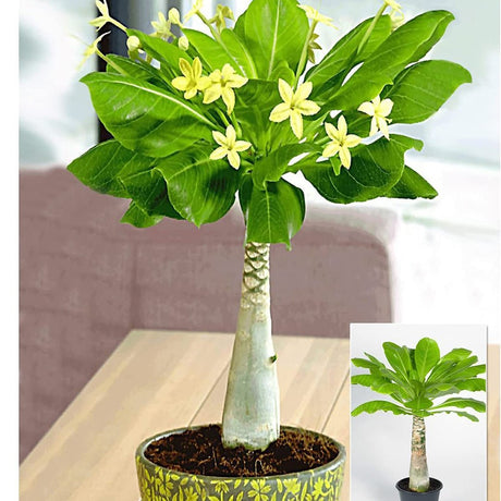 Хавайска палма Brighamia Insignis- 20-30 см